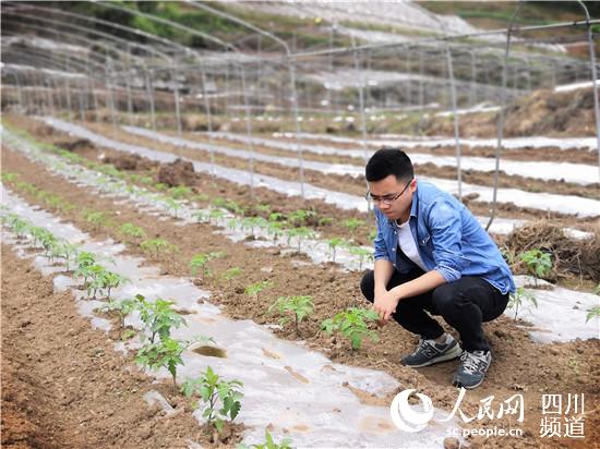 邹星在地里查看蔬菜基地番茄长势。邹星供图